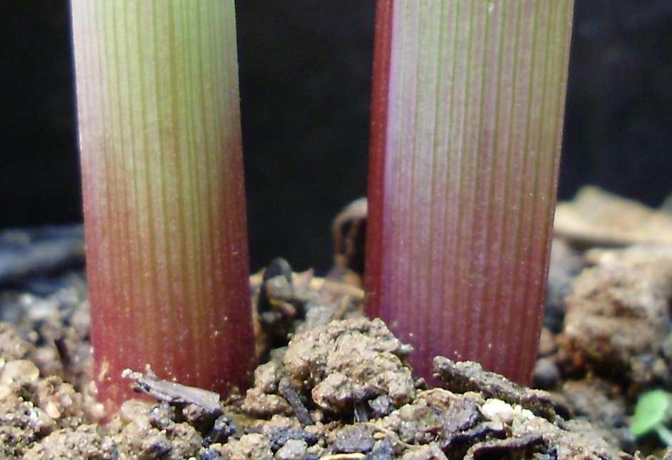 Figura 7 Caules de milho (A) e de feijoeiro (B) de plantas crescendo sobre solo em vaso irrigado até capacidade de campo.