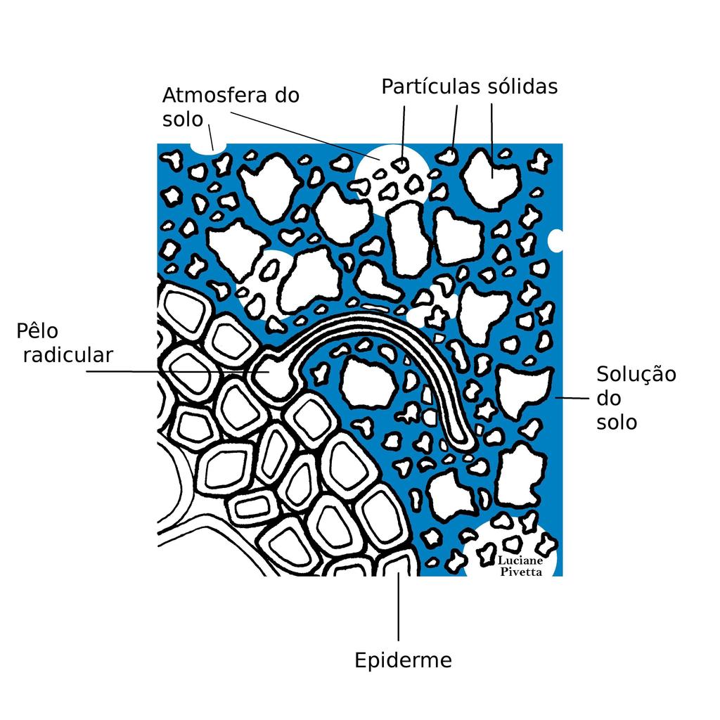 7/17 Figura 2 - Na interface solo-raiz há competição pela água por duas matrizes, a matriz extracelular (parede celular) e a matriz composta pelas partículas sólidas inorgânicas (areia, silte e