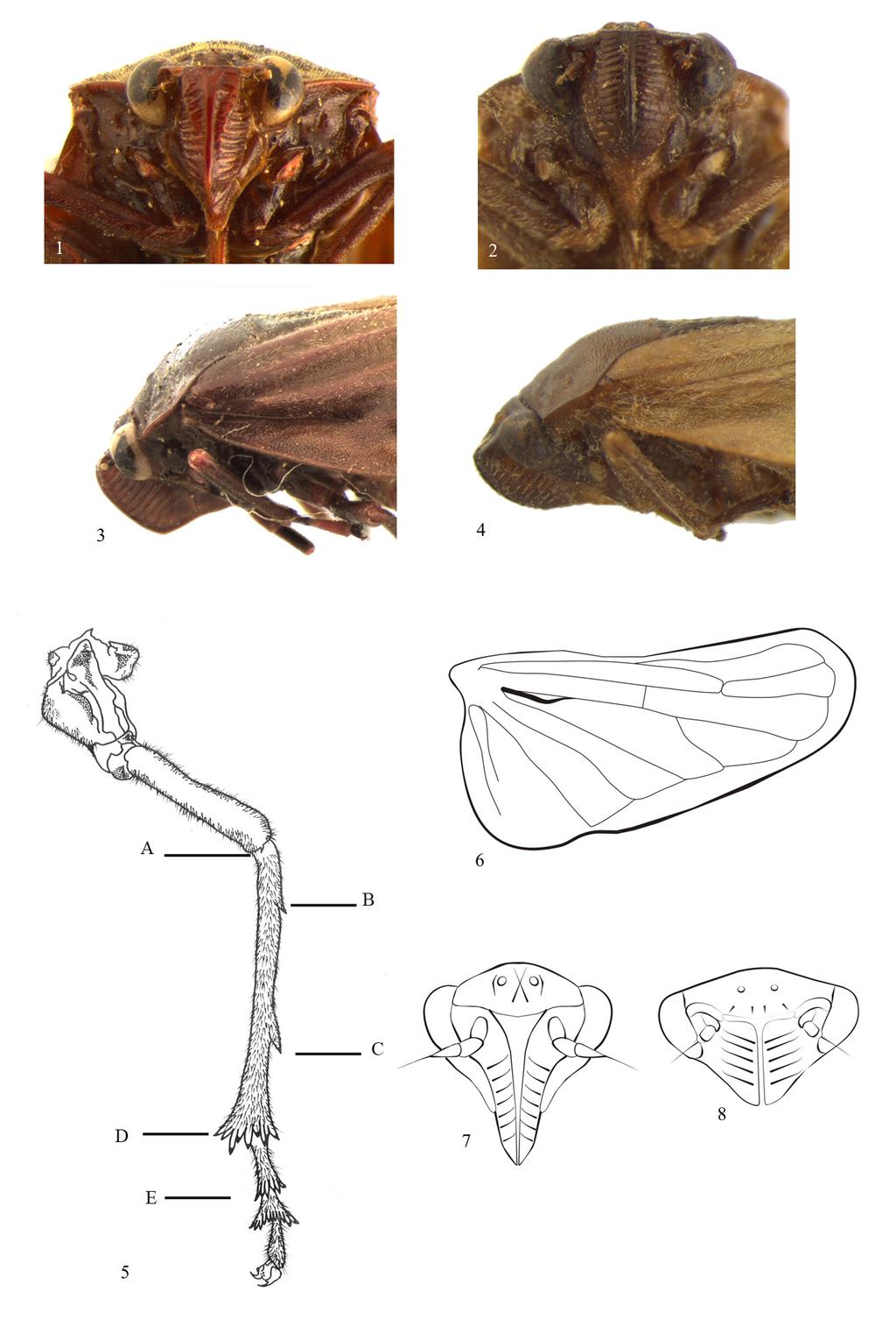 Figs. 1-8. Morfologia externa de Cercopidae. 1, M. quadriguttata, cabeça, vista ventral. 2, D. (D.) terrea, cabeça, vista ventral. 3, M. quadriguttata, cabeça, vista lateral. 4, D. (D.) terrea, vista lateral.