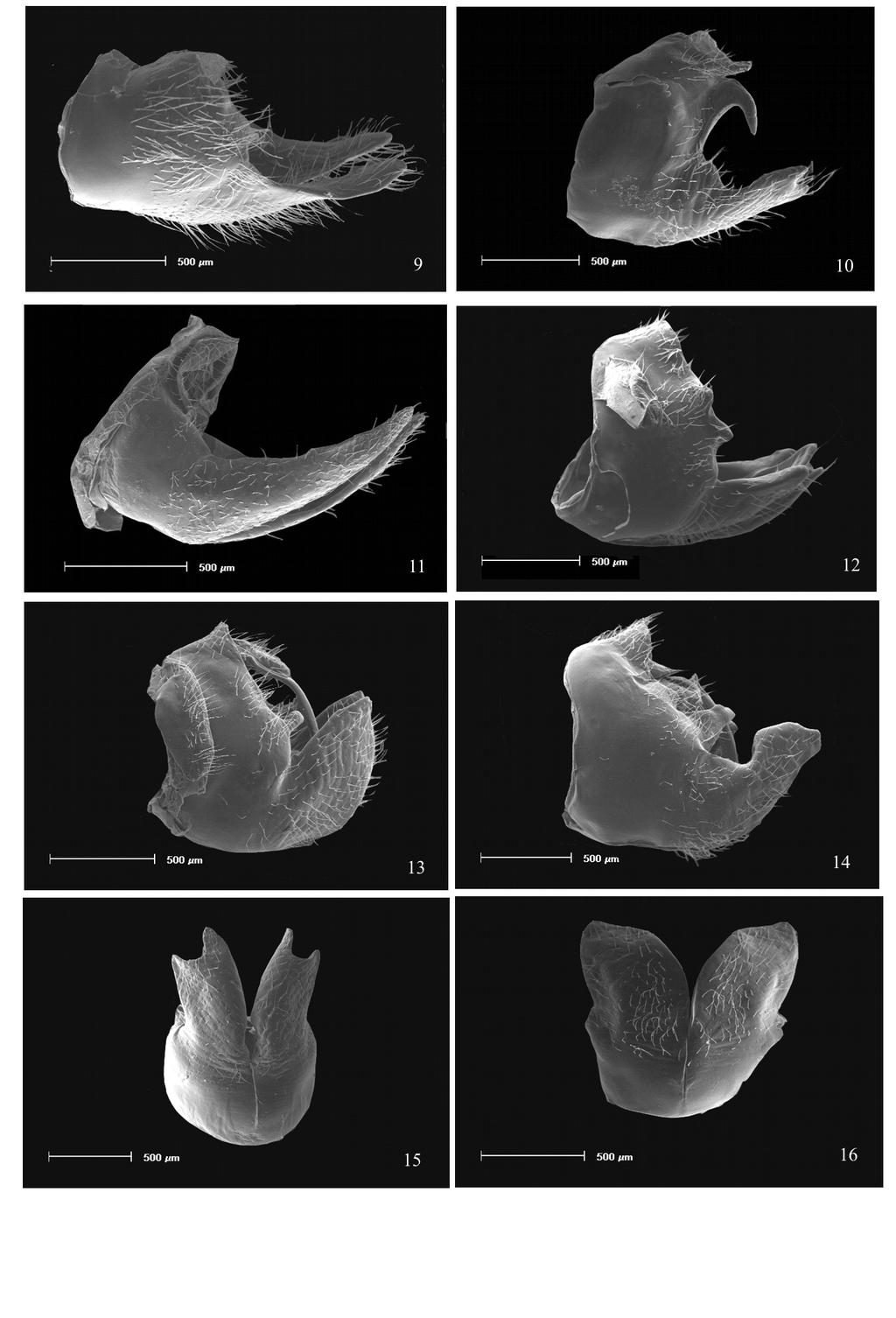 Figs 9-16: Pigóforos e placas subgenitais de Cercopidae. 9, N. ocellata, vista lateral; 10, M. quadriguttata, vista lateral; 11, O. rhynchosporae, vista lateral; 12, D.