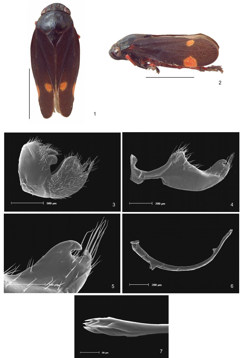 Figs. 1-7. Deois (Deois) bisignata sp. n. 1, dorsal view. 2, lateral view (scale= 3mm).