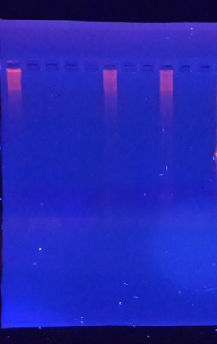 41 Figura 3- Gel de agarose mostrando produtos da amplificação para Babesia caballi.