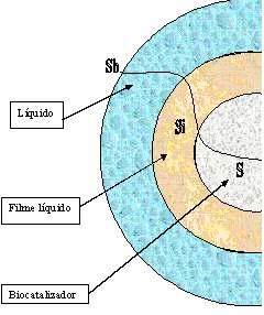 Cap. 2 Revisão da Literatura 22 Essa camada representa uma resistência à transferência de massa e sua localização espacial depende da velocidade de reação e do escoamento ao redor da biopartícula