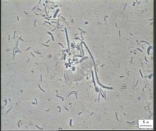 fase e fluorescência das amostras de