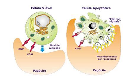 Apoptose