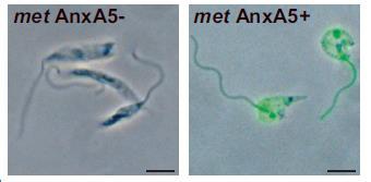 Apoptose (promastigotas) Van Zandbergen et al.