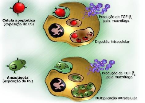 Mimetismo Apoptótico (amastigotas)