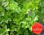 Aromáticas, Condimentares e Medicinais e Medicinais 8 Ref. 43197 Salsa Comum Petroselinum crispum var. naepolitanum A Salsa Comum é a variedade mais utilizada em fresco.