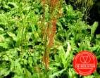 Aromáticas, Condimentares e Medicinais e Medicinais 9 Ref. 43310 Sorrel ou Azeda Rumex ambiguus O Sorrel é uma erva perene em que as plantas jovens são usadas em saladas e sopas.