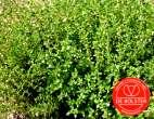 43270 Tomilho Thymus vulgaris O tomilho é uma erva utilizada na culinária, possuindo também características medicinais. As folhas e os topos dos caules são utilizados frescos ou secos.