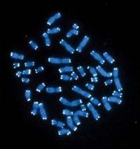 Instabilidade cromossômica Disfunção da telomerase Extremidade dos cromossomos lineares compostas de repetições TTAGGG Unidades de hexâmero com mais de 2000
