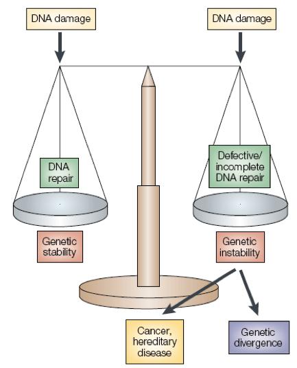 Danos ao DNA Danos ao DNA Reparo do DNA Estabilidade genética Câncer, Doenças hereditárias Reparo