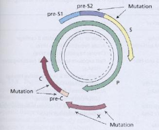 1.4.2. Mutantes e variantes do VHB As variações ou mutações na sequência de nucleótidos do VHB têm consequências clínicas e virológicas importantes. O vírus existe geralmente na sua forma selvagem.