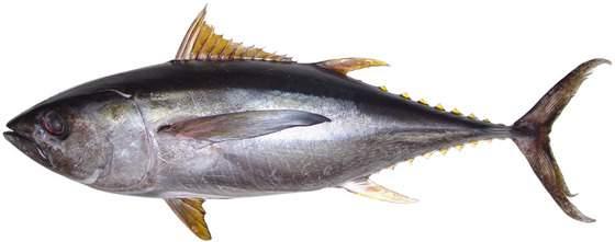 Thunnus albacares Albacora atum
