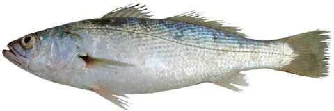 carapeba Cynoscion guatucupa