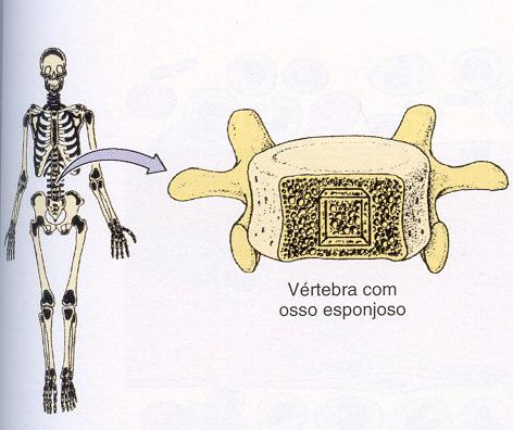 Medula óssea Orgão difuso, muito volumoso e muito activo No adulto normal produz por dia/kg de peso corporal cerca de: - 2,5 bilhões de eritrócitos - 1 bilhão de granulócitos Localização: -canal