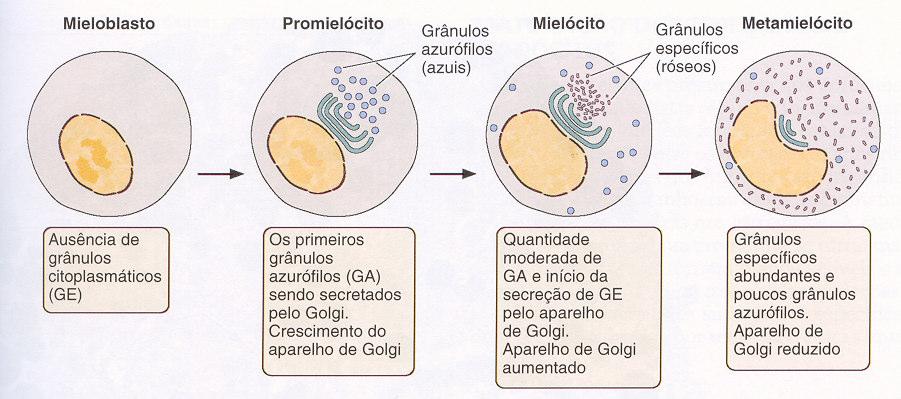 CFU-MN (bipotente) CFU-N neutrófilo Célula estaminal pluripotente Célula estaminal mielóide multipotente (CFU-S) CFU-E eosinófilo CFU-B basófilo * * * Neutrófilo Eosinófilo Basófilo Granulocitopoiese