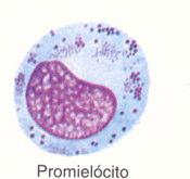 neutrófilo eosinófilo basófilo mieloblasto Maturação dos