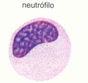 Promielócito basófilo Promielócito Mielócito neutrófilo