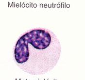 eosinófilo Mielócito basófilo Mielócito Metamielócito Célula