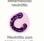 Eosinófilo Basófilo neutrófilo Esquema dos compartimentos