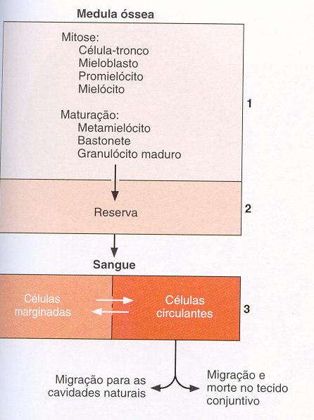 marginação Neutrófilo em bastão Neutrófilo Leucemia