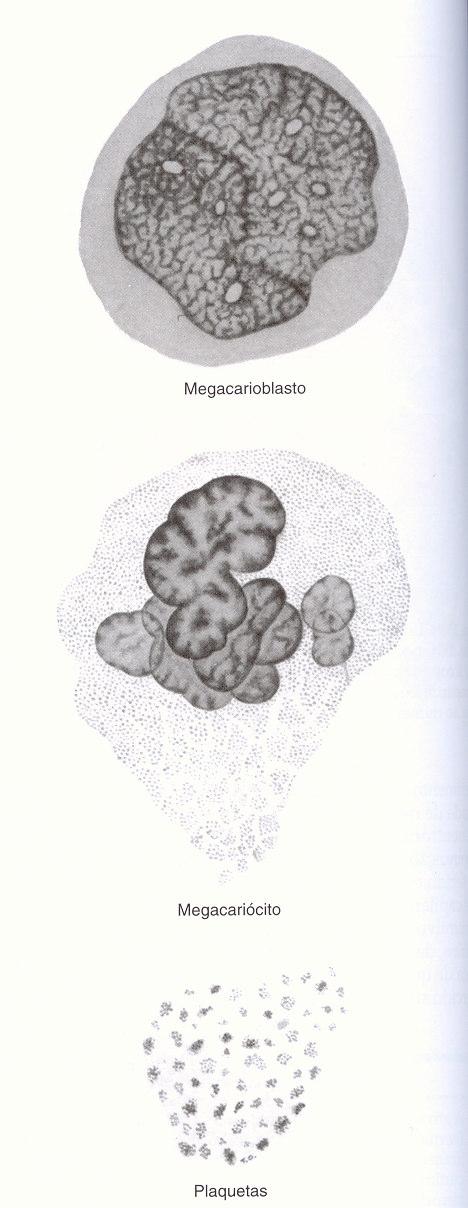 Origem das plaquetas Originam-se na medula óssea; Por fragmentação do citoplasma dos megacariócito BFU-Meg