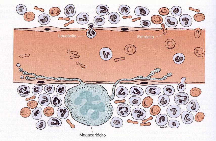 glucocorticóides e androgénios) - algumas toxinas bacterianas plaquetas capilar sinusóidal Passagem