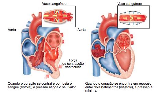 Em condições normais o coração bombeia sangue com uma frequência de 60 a 80 batimentos por minuto, de forma a que o oxigénio e os nutrientes necessários ao normal funcionamento do nosso organismo
