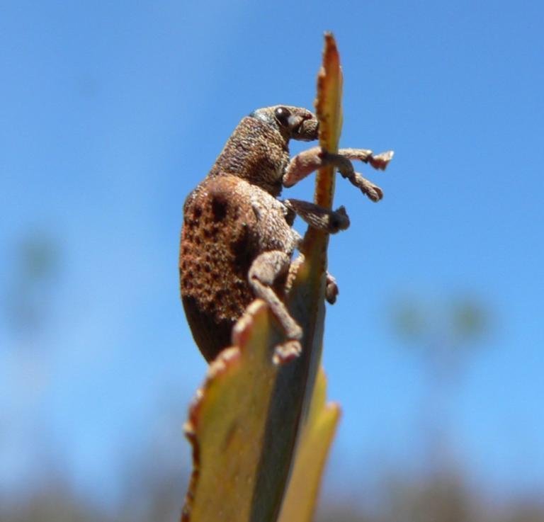 PLANO DE CONTROLO Gorgulho-doeucalipto Gonipterus platensis