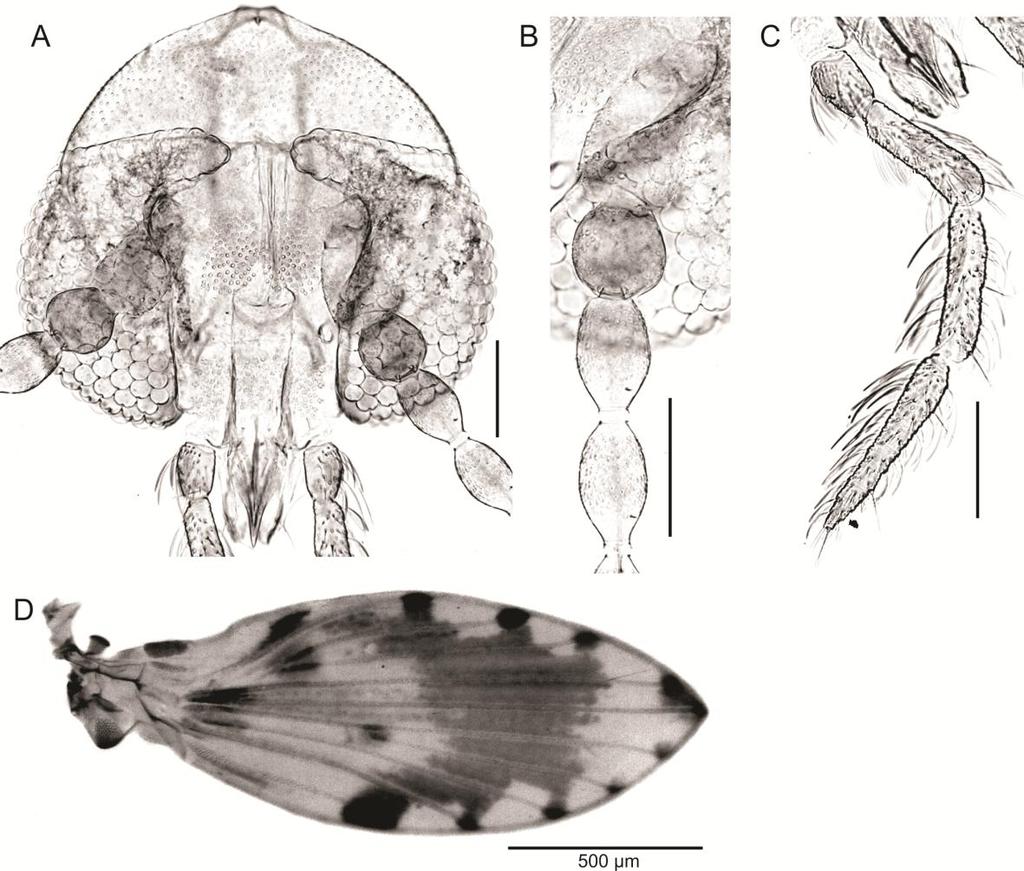 53 Figura 14A D: Alepia sp. n. 05, holótipo macho: A. Cabeça; B. Base da antena; C. Ápice da antena; D. Palpo; E. Asa. Escala: 100µm, exceto a da asa que é de 500µm.