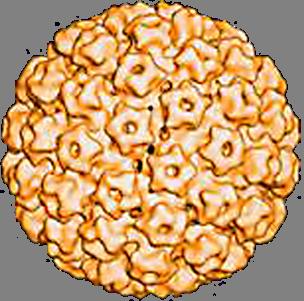 150 tipos diferentes de HPVs