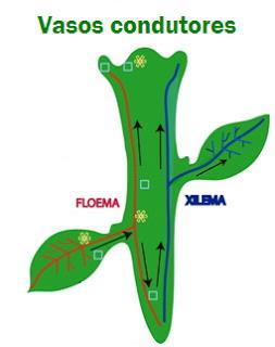 VASOS LENHOSOS: são os vasos que transportam água e sais minerais (seiva bruta ou mineral) da raiz às folhas.