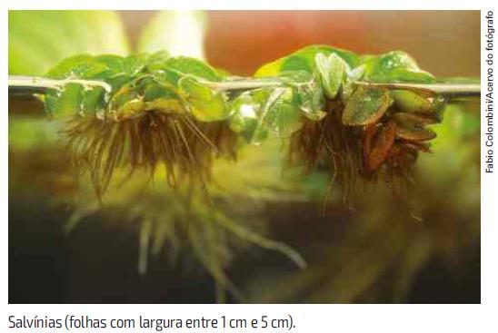 3 PTERIDÓFITAS p. 66 São as 1ªs traqueófitas (vasculares). 1 as tecidos de sustentação.