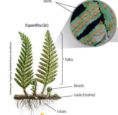 MORFOLOGIA das pteridófitas p.67 A planta propriamente dita, a fase duradoura do ciclo, é o ESPORÓFITO (2n).