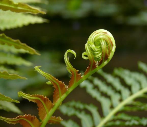 As folhas jovens, chamadas BÁCULOS ficam enroladas (têm a forma de feto no útero materno, daí o nome pteridófitas pteris = feto).