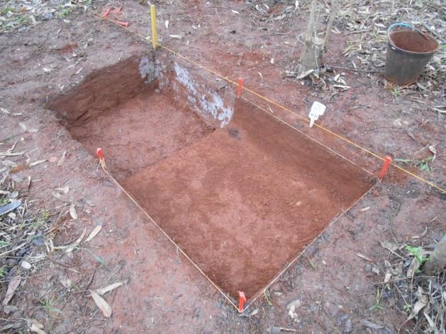 O solo, com certa homogeneidade, mostrava-se marrom-avermelhado, argilo-arenoso e compacto até 30 cm; dos 30 aos 40 cm, a textura sofria modificações, tornando-se areno-argilosa e friável.
