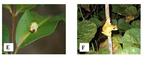 greeningi; E- Dendropsophus rubincundulus; F-