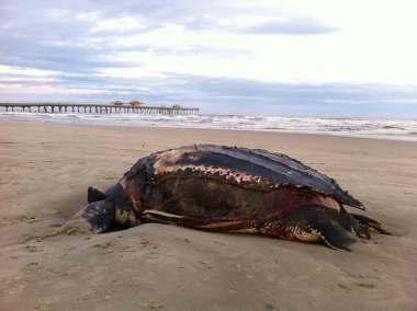 tartarugas, continuam a aparece cada vez com mais frequência, mortos na beira das nossas praias.