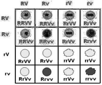 Se o R é o gene dominante que expressa uma característica semente do tipo lisa; o r o gene recessivo que expressa uma característica semente do tipo rugosa; V o gene dominante que expressa a