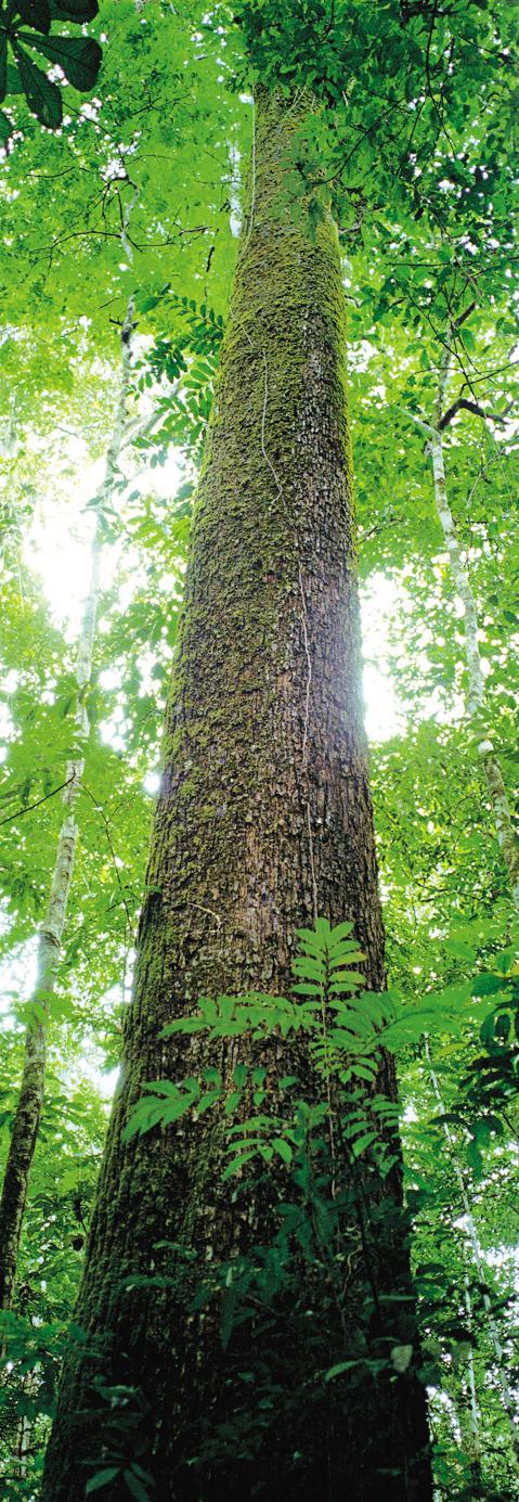 desenvolvimento sustentável Extrair dos ativos sem comprometer o meio ambiente, assegurando sua proteção e conservação Produção de matéria-prima pela população local, gerando receita e resultando em