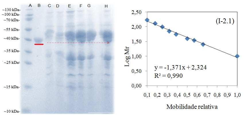 Tabela 2. Avaliação da pré-purificação da enzima peroxidase utilizando (NH 4 ) 2 SO 4 e PVP Homogeneizado com adição de PVP U T (U/mL) P T (U/mg) U E (U/mg) E.