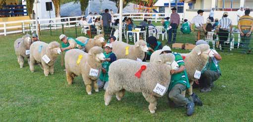 Fotos do Gabriel Becco Caçapava do Sul sediou a Fenovinos 2015 Jurados: Álvaro Capurro (Uruguai) Lauro Antônio M.