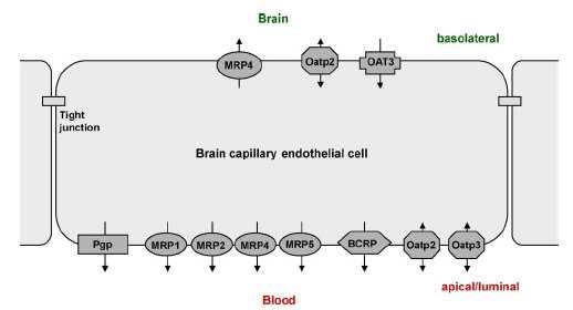 Localização esquemática das proteínas responsáveis por efluxo de medicamentos nas células endoteliais dos capilares cerebrais responsáveis pela barreira hematoencefálica