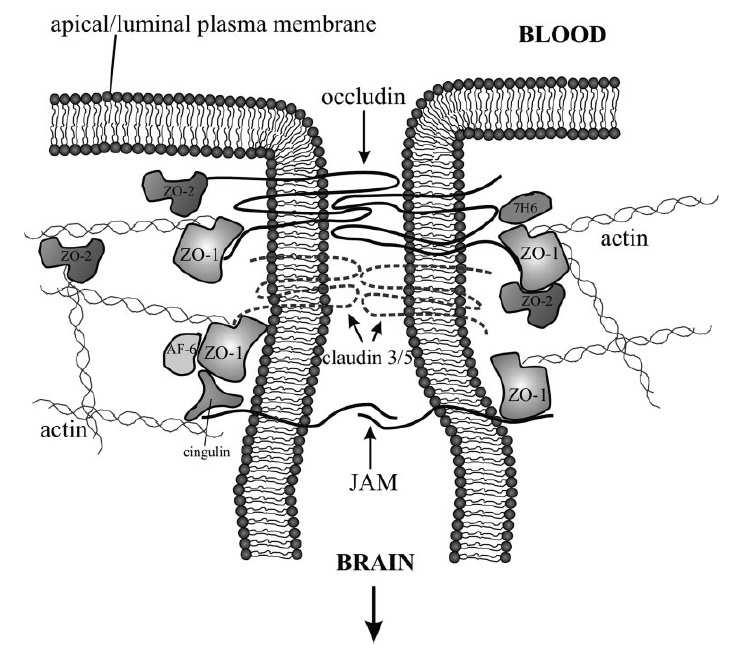 Organização molecular das tight junctions na barreira hematoencefálica 18 The