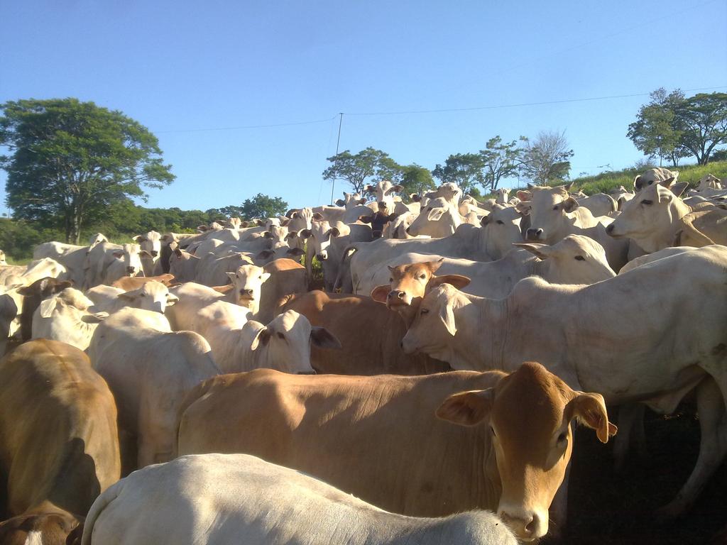 Foto 3 Animais reunidos na porteira do piquete Foto de Willian Goldoni Costa 5.5. Bem-estar dos animais na pastagem.