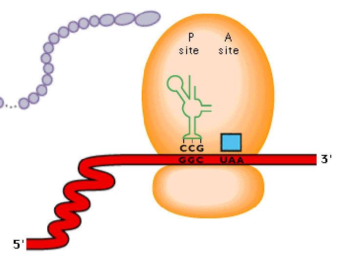 A ligação do fator de terminação no códon específico faz com que a proteína recém-sintetizada se desligue do ribossomo.