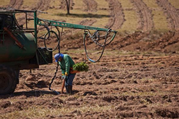 MANEJO PARA ALTA PRODUTIVIDADE PLANTIO Mudas com alto padrão de qualidade Não devem sofrer com