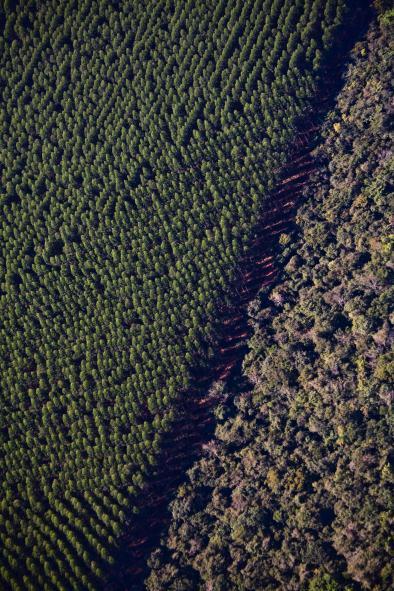 Divisão Florestal Uso da Terra: