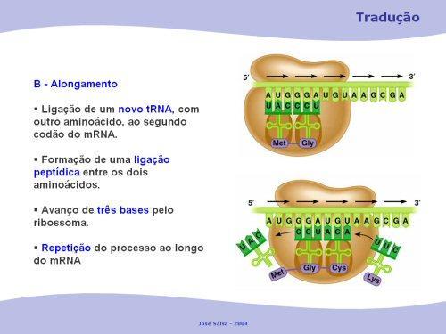 Alongamento Todo o complexo desloca-se ao longo da cadeia de mrna no sentido 5-3. Os trna, que se tinham ligado inicialmente, vão-se desprendendo sucessivamente.